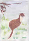 animals 005.jpg (18319 bytes)